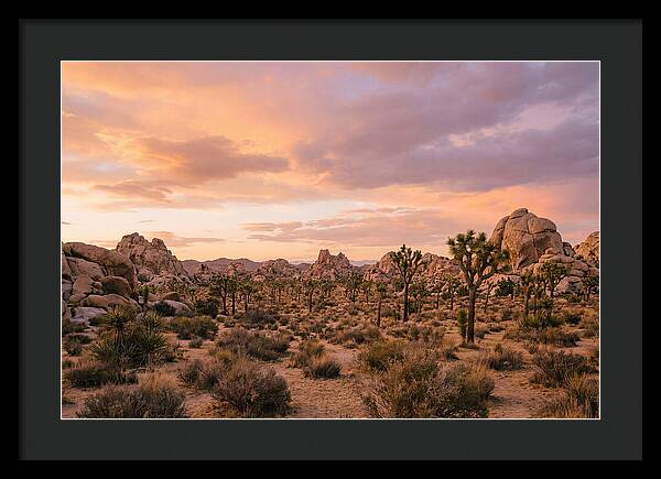 Joshua Tree Night Vista
