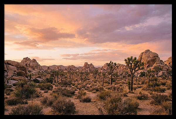 Joshua Tree Night Vista
