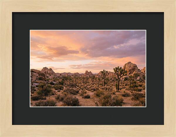 Joshua Tree Night Vista