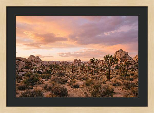 Joshua Tree Night Vista