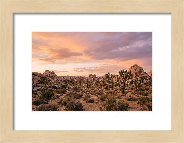 Joshua Tree Night Vista