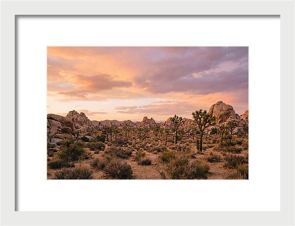 Joshua Tree Night Vista