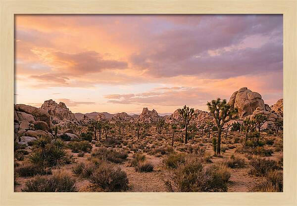 Joshua Tree Night Vista