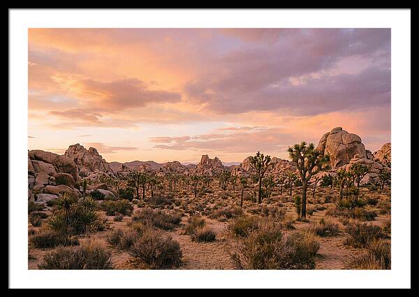 Joshua Tree Night Vista