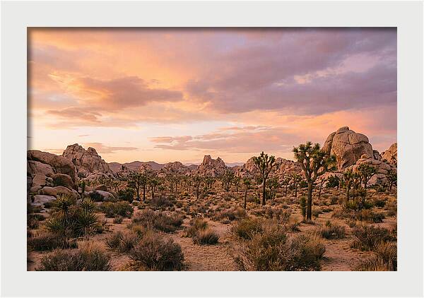 Joshua Tree Night Vista