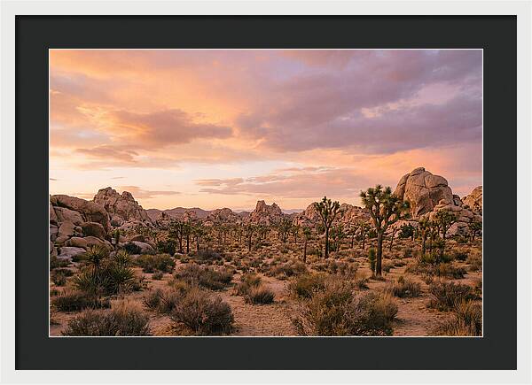 Joshua Tree Night Vista