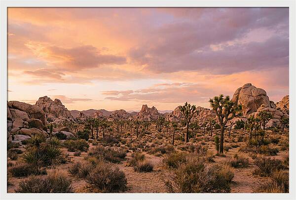 Joshua Tree Night Vista