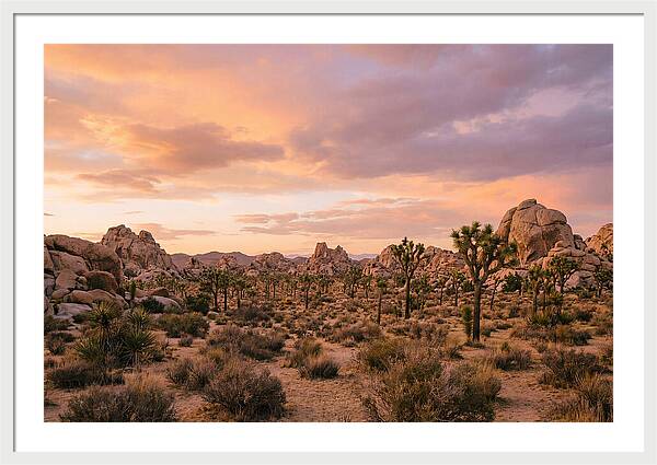 Joshua Tree Night Vista