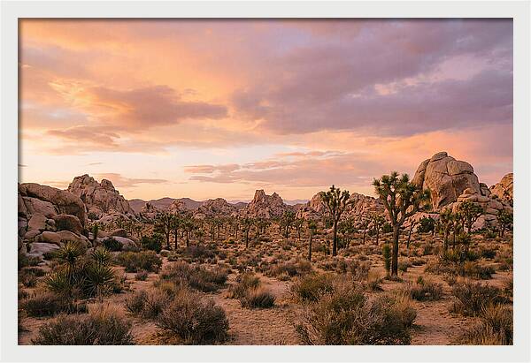 Joshua Tree Night Vista