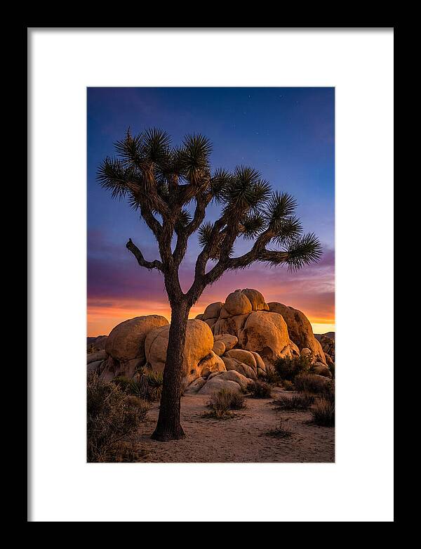 Joshua Tree Silhouette At Dusk
