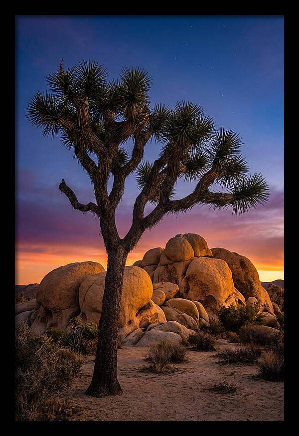 Joshua Tree Silhouette At Dusk