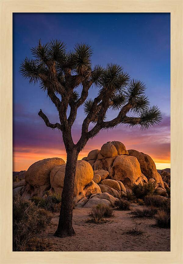 Joshua Tree Silhouette At Dusk