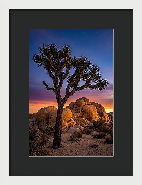Joshua Tree Silhouette At Dusk