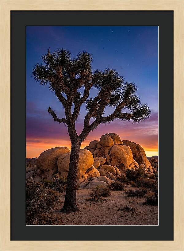 Joshua Tree Silhouette At Dusk