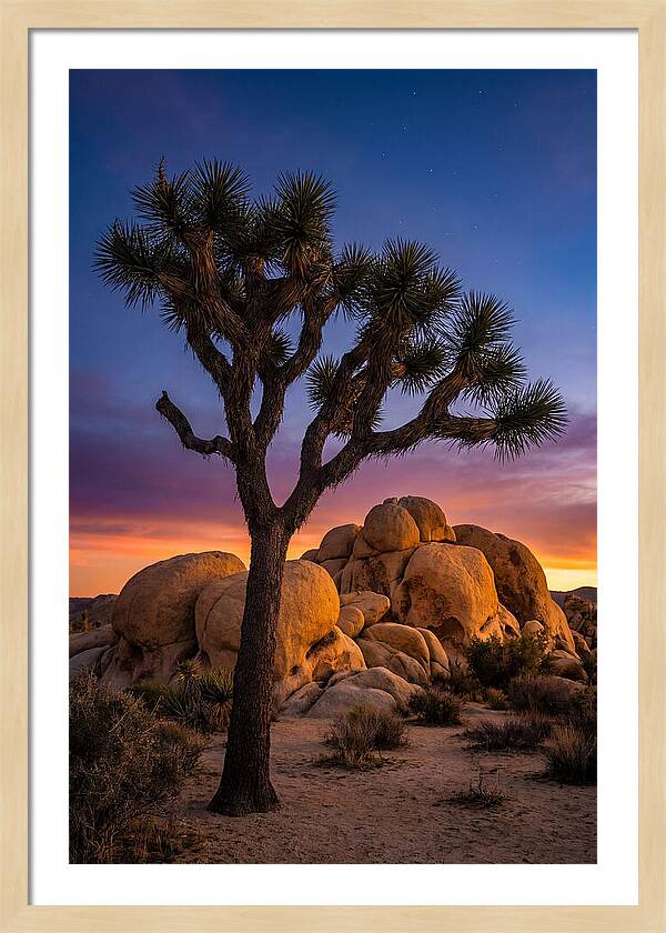 Joshua Tree Silhouette At Dusk