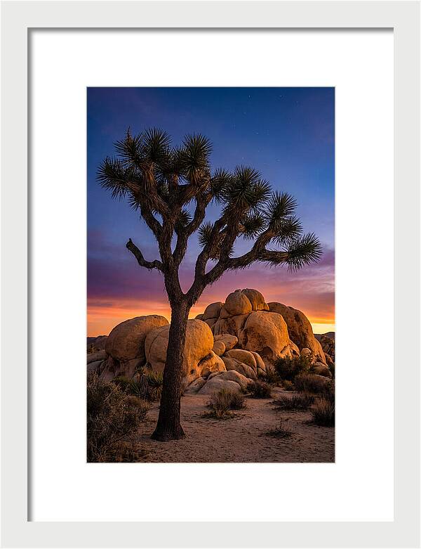 Joshua Tree Silhouette At Dusk