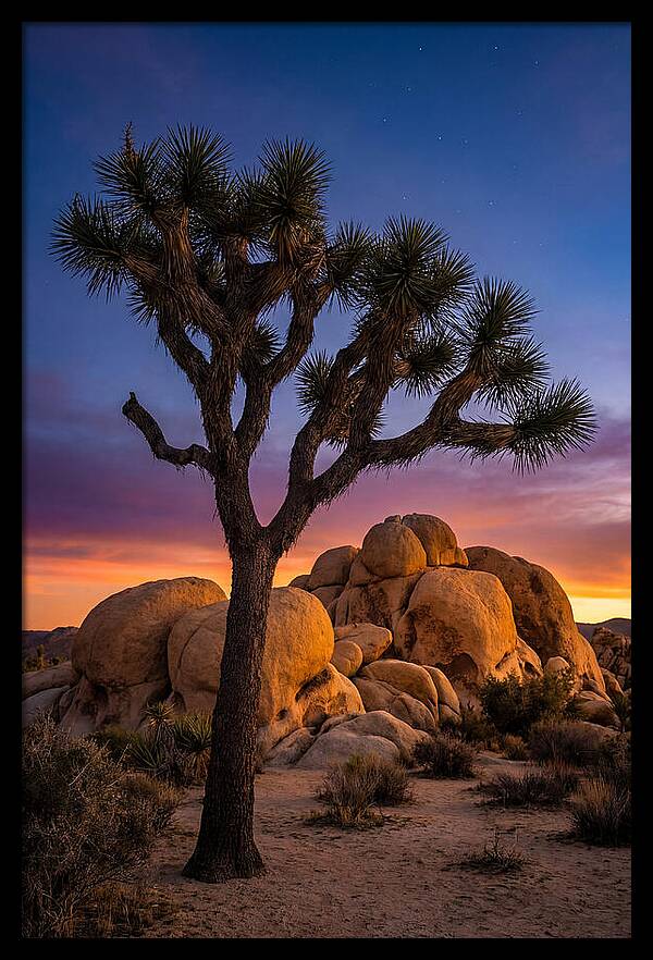 Joshua Tree Silhouette At Dusk