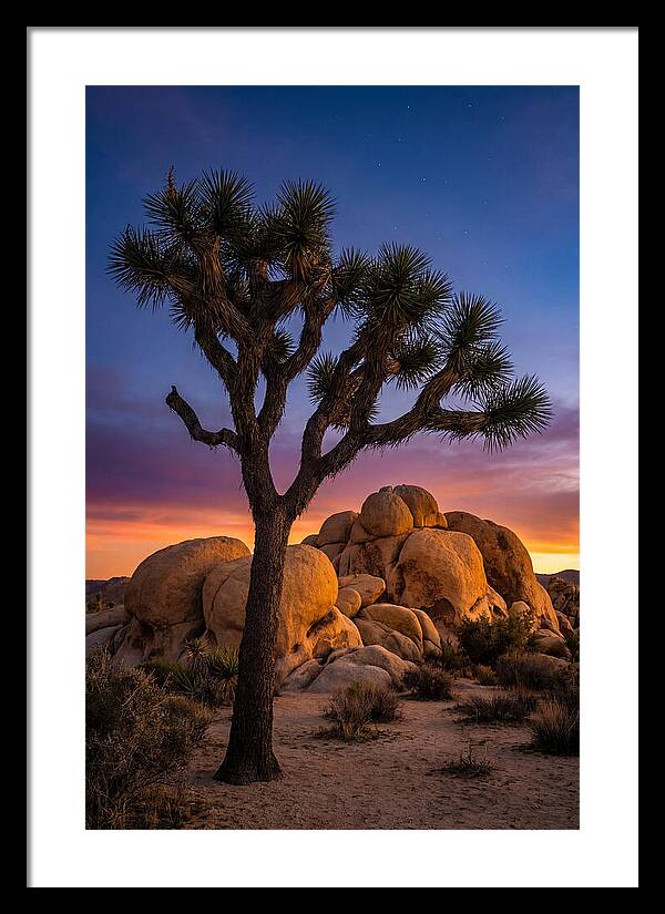 Joshua Tree Silhouette At Dusk