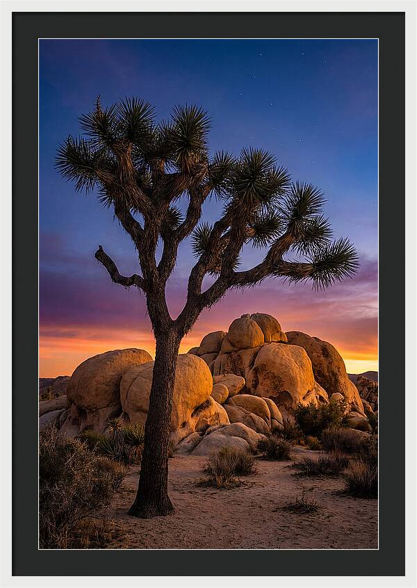 Joshua Tree Silhouette At Dusk