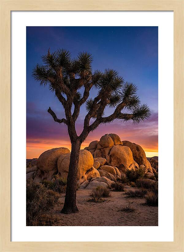 Joshua Tree Silhouette At Dusk