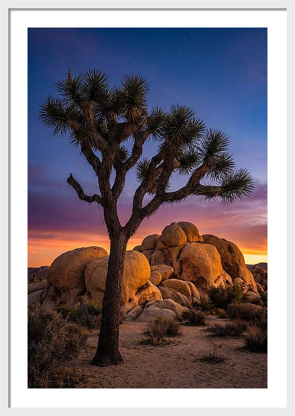 Joshua Tree Silhouette At Dusk