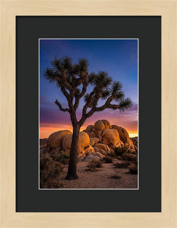 Joshua Tree Silhouette At Dusk