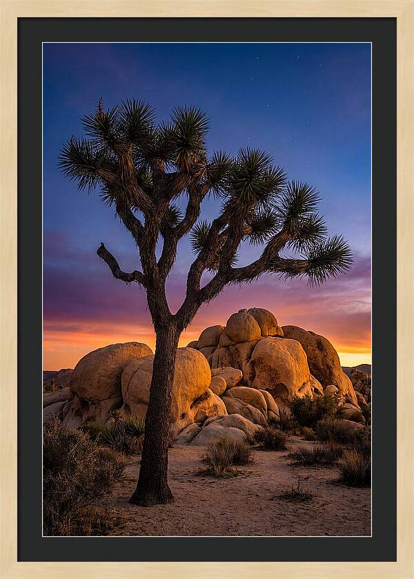 Joshua Tree Silhouette At Dusk