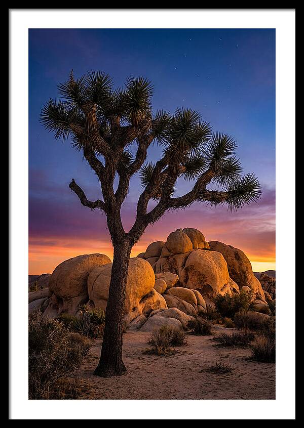 Joshua Tree Silhouette At Dusk