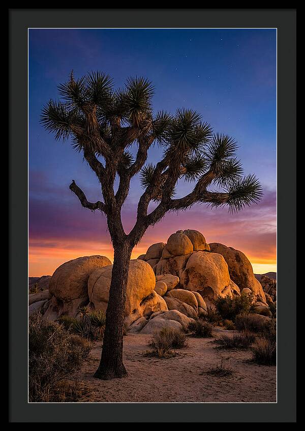 Joshua Tree Silhouette At Dusk