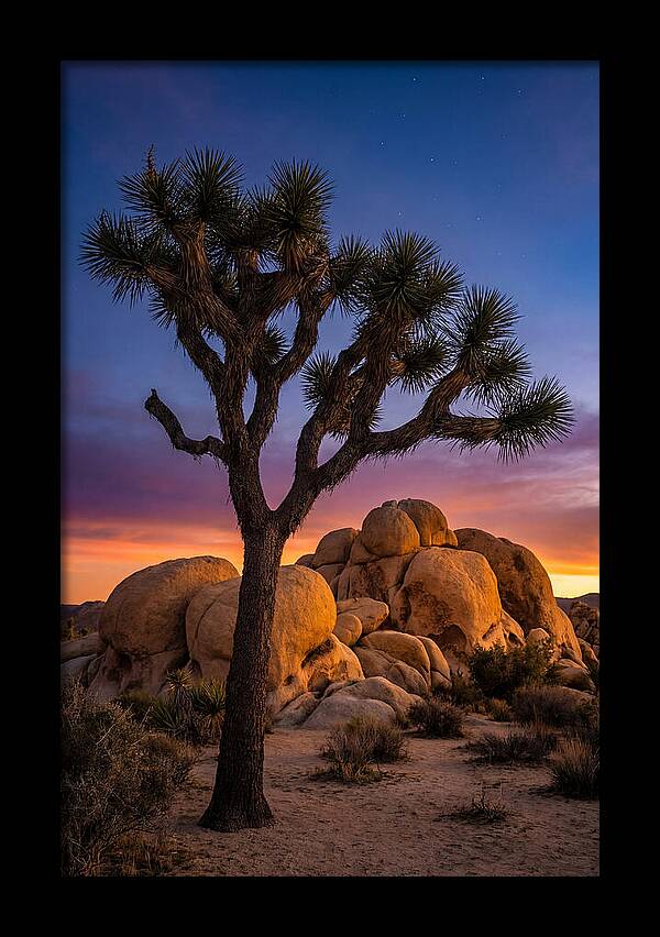 Joshua Tree Silhouette At Dusk