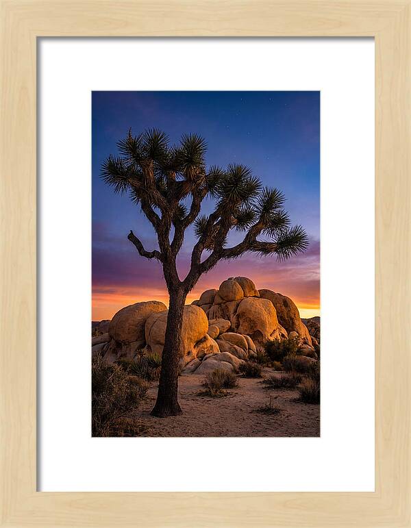 Joshua Tree Silhouette At Dusk