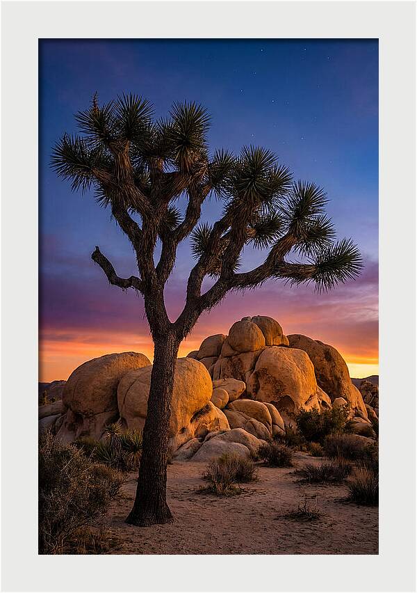 Joshua Tree Silhouette At Dusk
