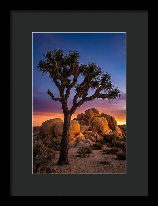 Joshua Tree Silhouette At Dusk