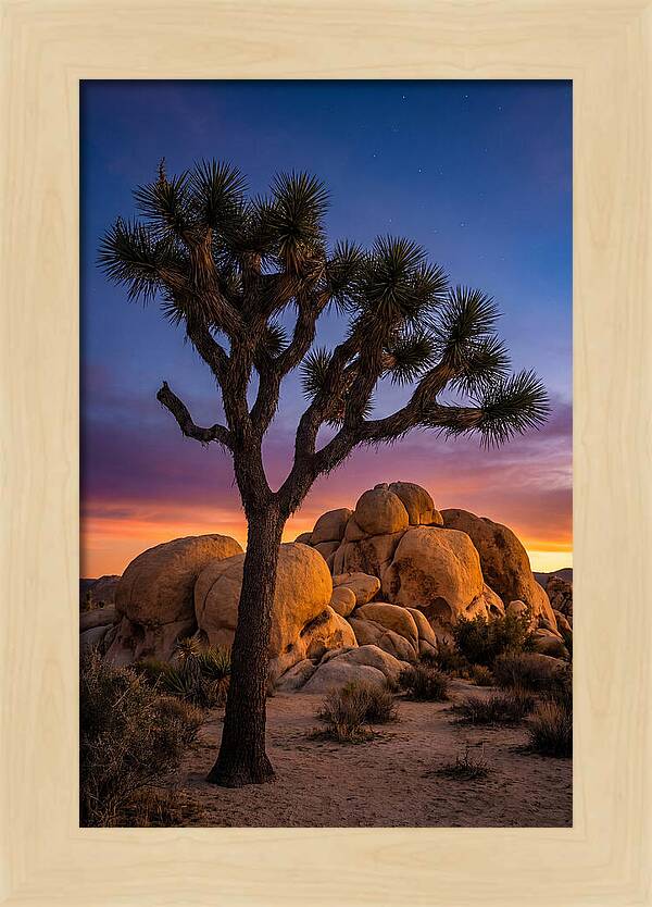 Joshua Tree Silhouette At Dusk