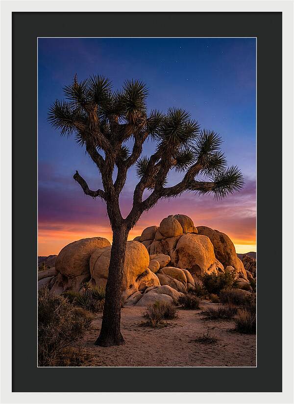 Joshua Tree Silhouette At Dusk