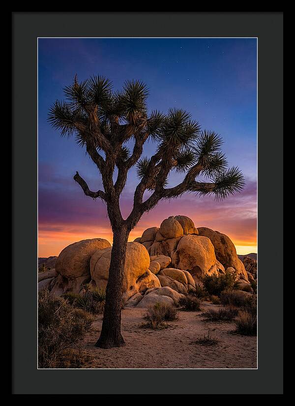 Joshua Tree Silhouette At Dusk