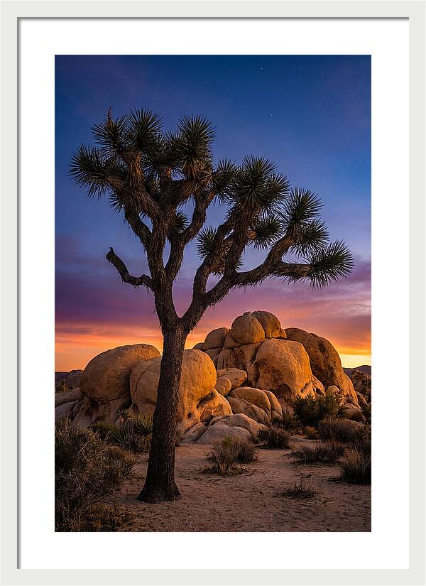 Joshua Tree Silhouette At Dusk