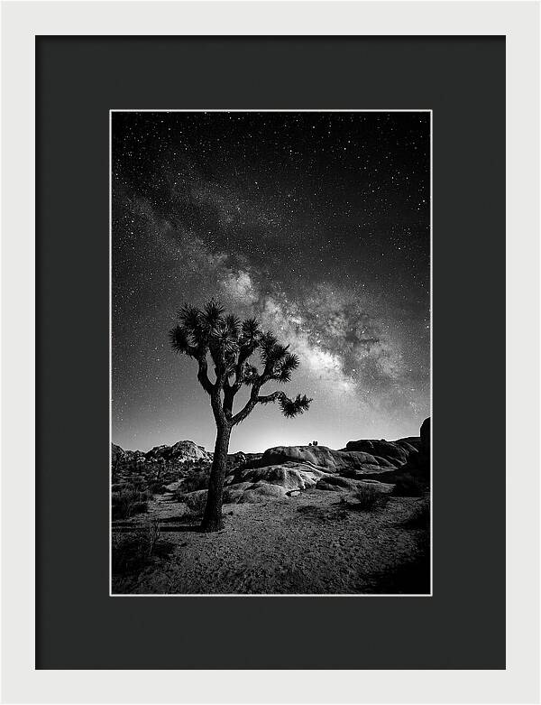 Joshua Tree Under Starry Sky