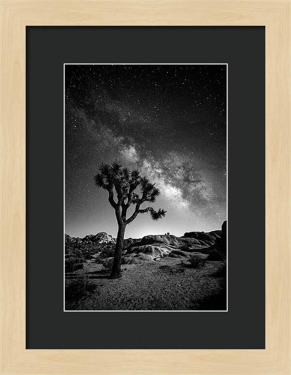 Joshua Tree Under Starry Sky