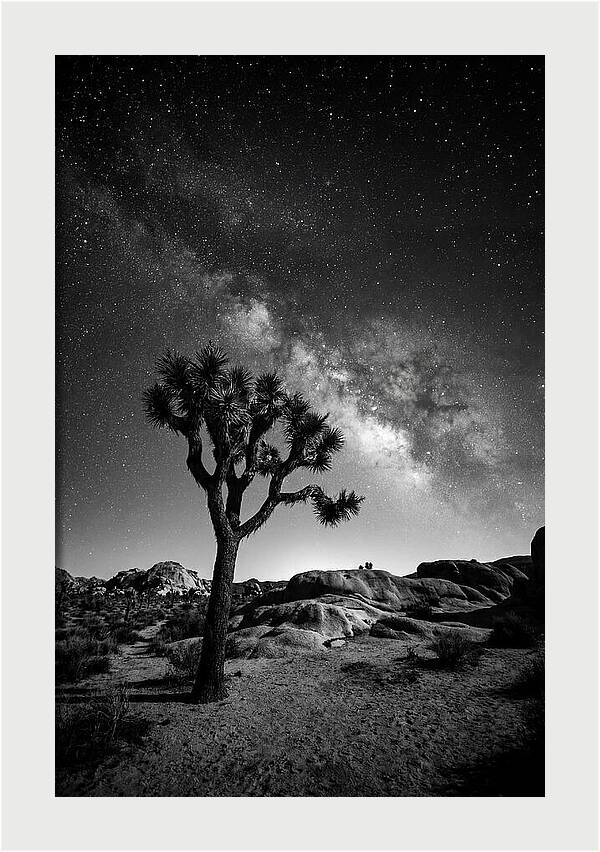 Joshua Tree Under Starry Sky