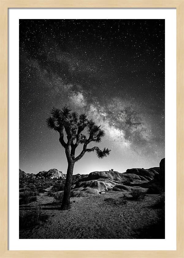 Joshua Tree Under Starry Sky