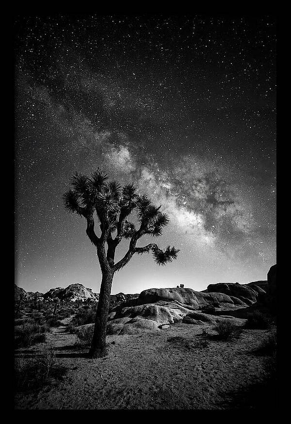 Joshua Tree Under Starry Sky