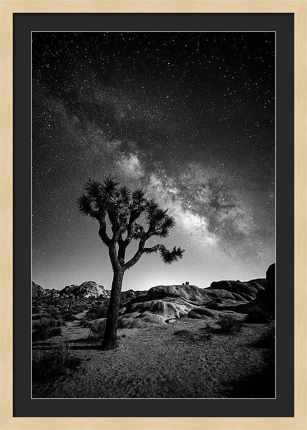 Joshua Tree Under Starry Sky