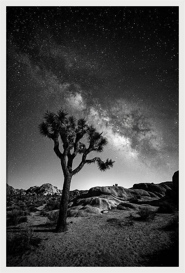 Joshua Tree Under Starry Sky