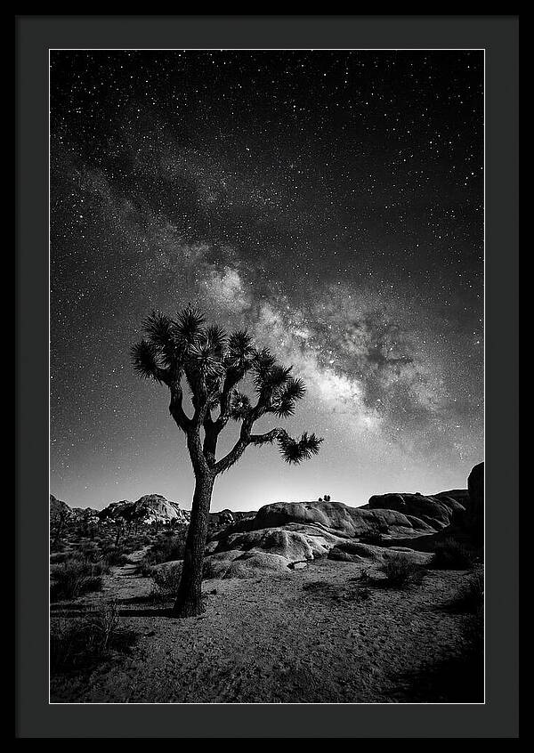 Joshua Tree Under Starry Sky