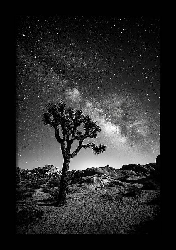 Joshua Tree Under Starry Sky