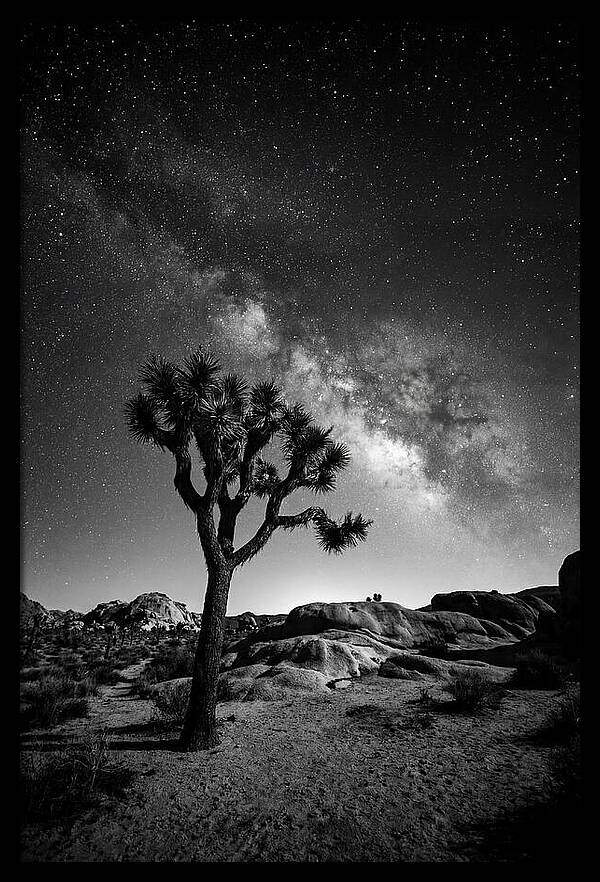 Joshua Tree Under Starry Sky