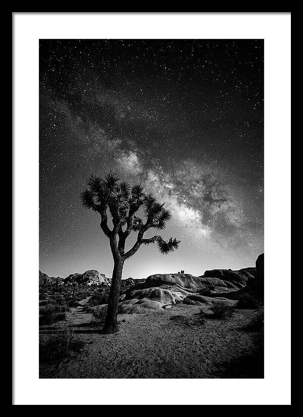 Joshua Tree Under Starry Sky