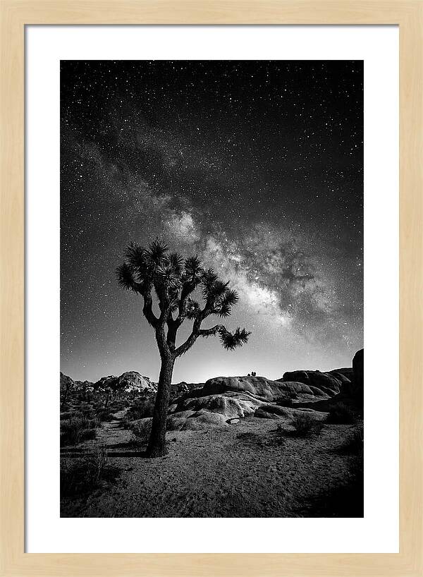 Joshua Tree Under Starry Sky