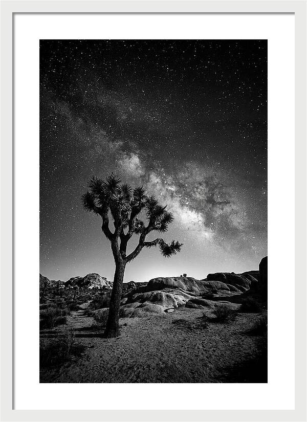 Joshua Tree Under Starry Sky